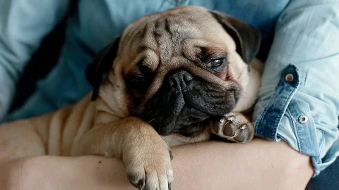 Cute pug sleeping on the owners hands. Stock Footage 103837833