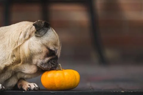 Cute pug smelling pumpkin Stock Photos
