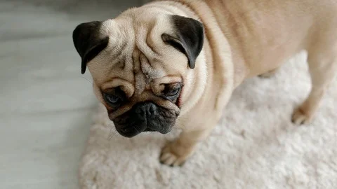 Cute pug standing on the carpet Stock Footage 97697803