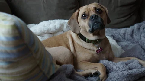 Cute Puggle Dog Lying on Couch (Medium) Stock Footage 59522350