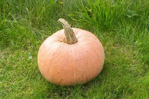 Cute pumpkin Stock Photos