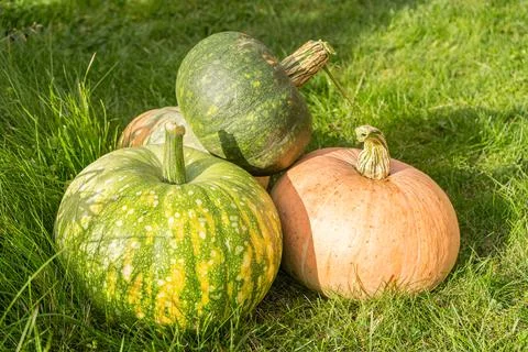 Cute pumpkins Stock Photos