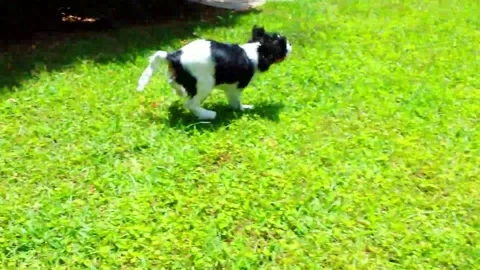 Cute Pup Runs Around Yard Stock Footage 170738982