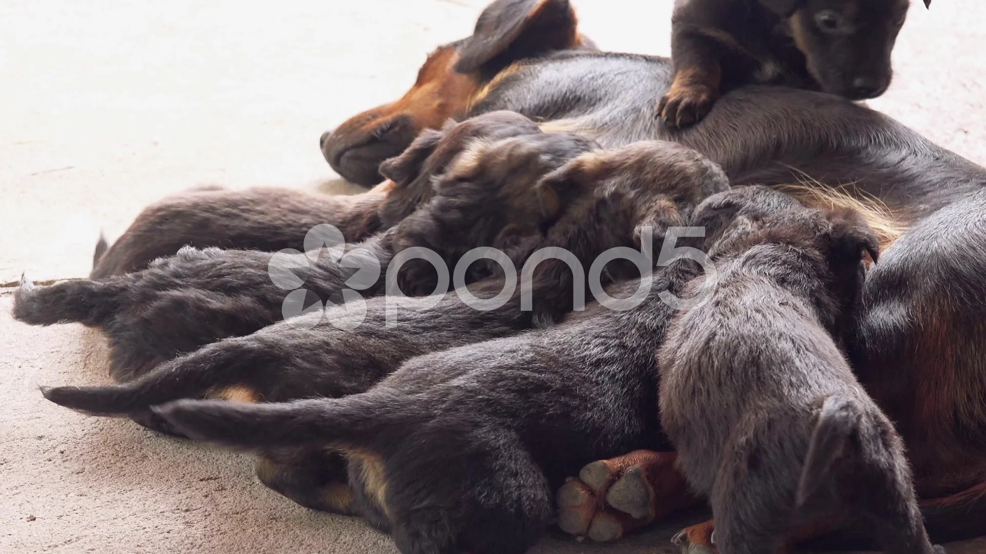 How Long Can Puppies Breastfeed