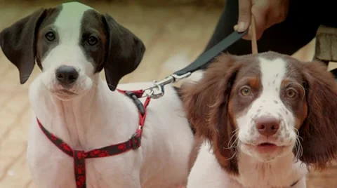 Cute puppies Stock Footage 37554664