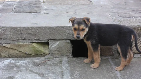 Cute puppies Stock Footage 38935645