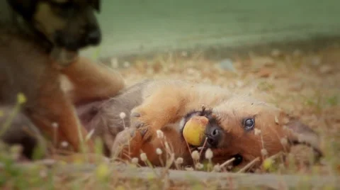 Cute puppies Stock Footage 39081318