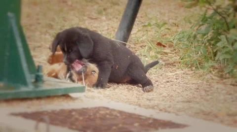 Cute puppies Video stock 39081322