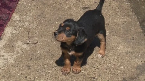 Cute puppies Vidéo 45650818