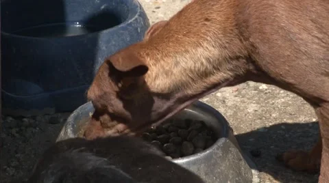 Cute puppies Stock Footage 45651041