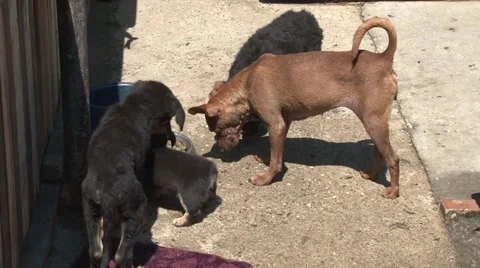 Cute puppies Stock Footage 45651147