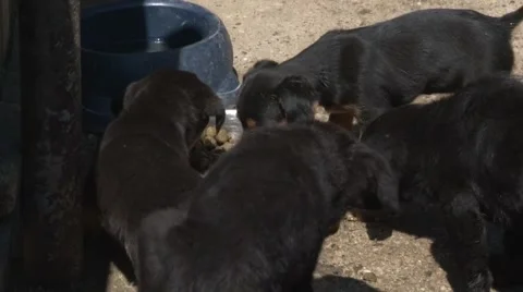 Cute puppies Stock Footage 45651235