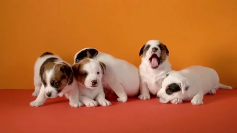 Cute puppies play at studio Stock Footage 202904914