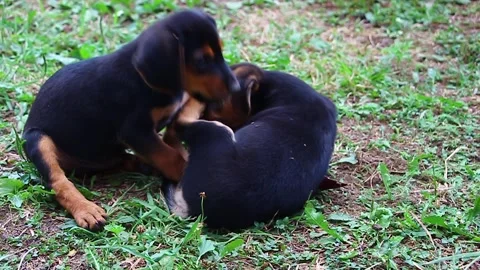 Cute puppies playing Stock Footage 195272172