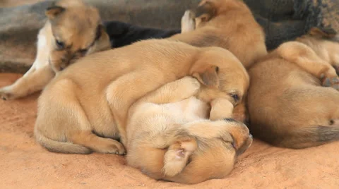 Cute Puppies sleeping Stock Footage