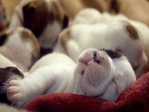 Cute Puppies : Sleeping Stock Footage