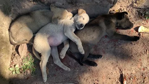 Cute puppies sleeping together. Stock Footage 247233933