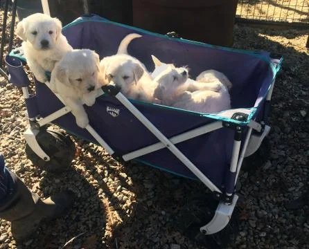 Cute puppies in wagon. Stock Photos