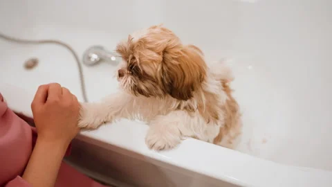 Cute Puppy Activity, Tiny Fluffy Puppy Peering Over Bathtub Edge During Quiet Video stock 327087301