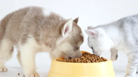 Cute puppy and kitten eating dry food Stock Video Pond5