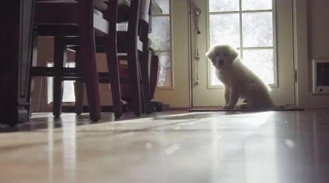 Cute puppy approaches Stock Footage 64363818