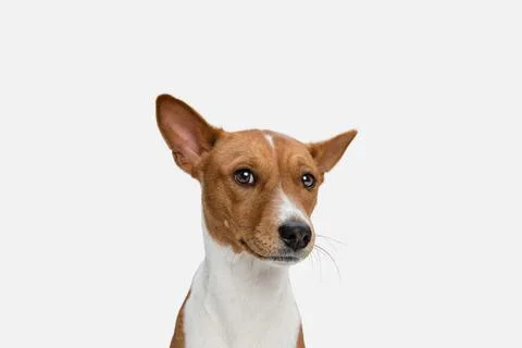 Cute puppy of Basenji dog posing isolated over white background Stock Photos