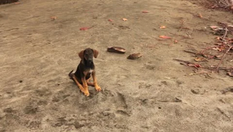 Cute puppy at the beach Stock Footage 8992932