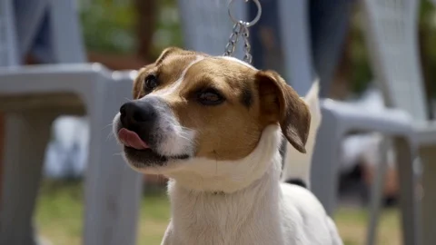 Cute puppy beagle Stock Footage 107193664