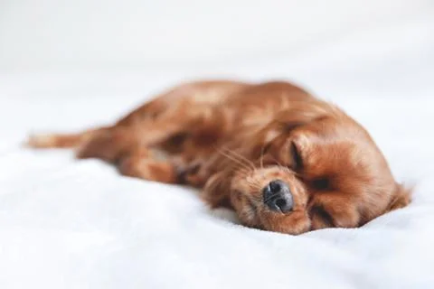 Cute puppy on the bed Stock Photos
