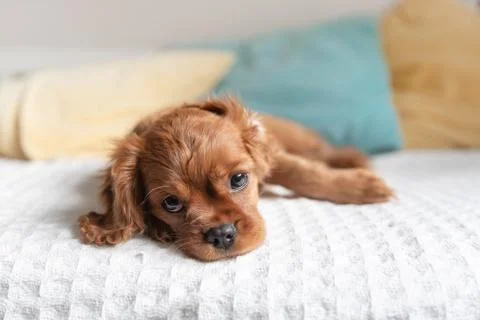 Cute puppy on the bed Stock Photos