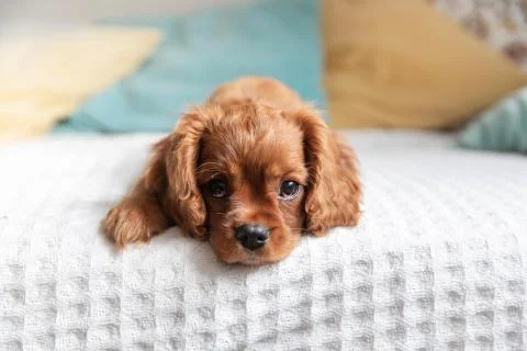 Cute puppy on the bed Stock Photos
