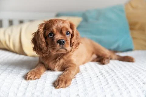 Cute puppy on the bed Stock Photos