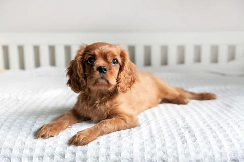 Cute puppy on the bed Stock Photos