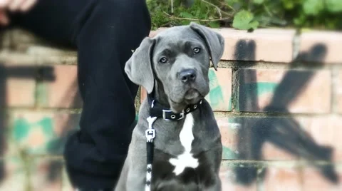 Cute Puppy Cane Corso Pit Bull Cocking Head Stock Footage 45991159