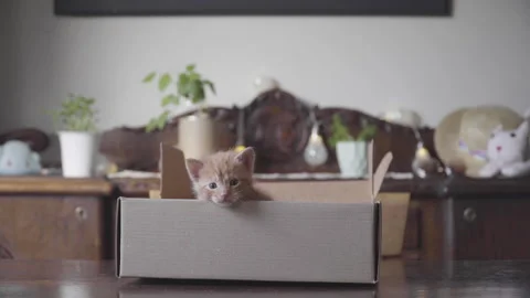 Cute puppy cats inside a box Stock Footage 140826679