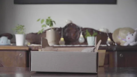 Cute puppy cats inside a box Stock Footage 140826698