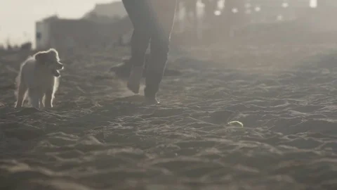 Cute Puppy Chasing Owner at The Beach Video stock 84902853