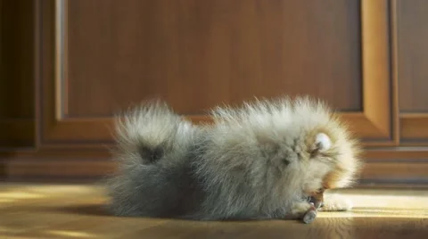 Cute puppy chewing on a bone at home Stock Footage 62257942