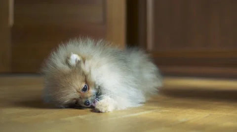 Cute puppy chewing on a bone at home Stock Footage 62258806