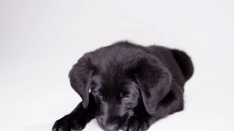 Cute puppy chewing on white background Video stock 110748747