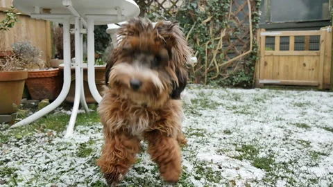 Cute Puppy Cockapoo Cockerpoo Dog in Snow 96fps Stock Footage 145355132