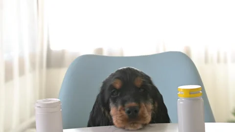 Cute Puppy Cocker Spaniel in the house, the dog is black. Small pet. Video stock 251748356