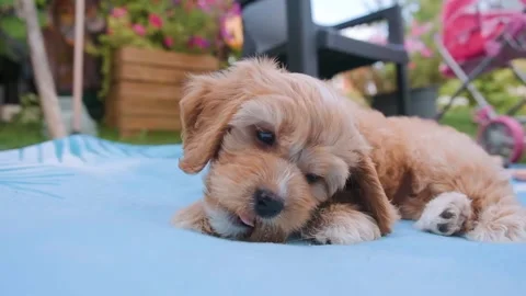 Cute puppy dog Cavapoo or Maltipoo Stock Footage 289563808