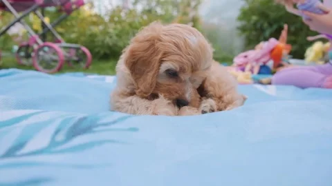 Cute puppy dog Cavapoo or Maltipoo Vídeos de archivo 289563809
