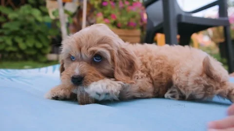 Cute puppy dog Cavapoo or Maltipoo 스톡 동영상 289563813
