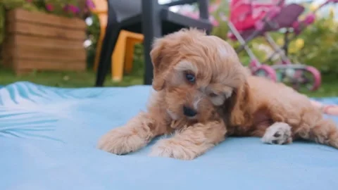 Cute puppy dog Cavapoo or Maltipoo Stock Footage 289563818