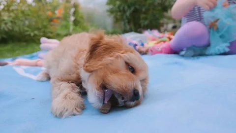 Cute puppy dog Cavapoo or Maltipoo Stock Footage 289564109