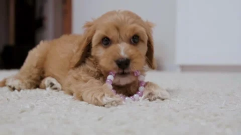 Cute puppy dog Cavapoo or Maltipoo Stock Footage 289564339