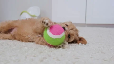 Cute puppy dog Cavapoo or Maltipoo Vídeos de archivo 289564426