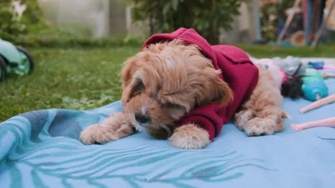 Cute puppy dog Cavapoo or Maltipoo Stock Footage 289564428